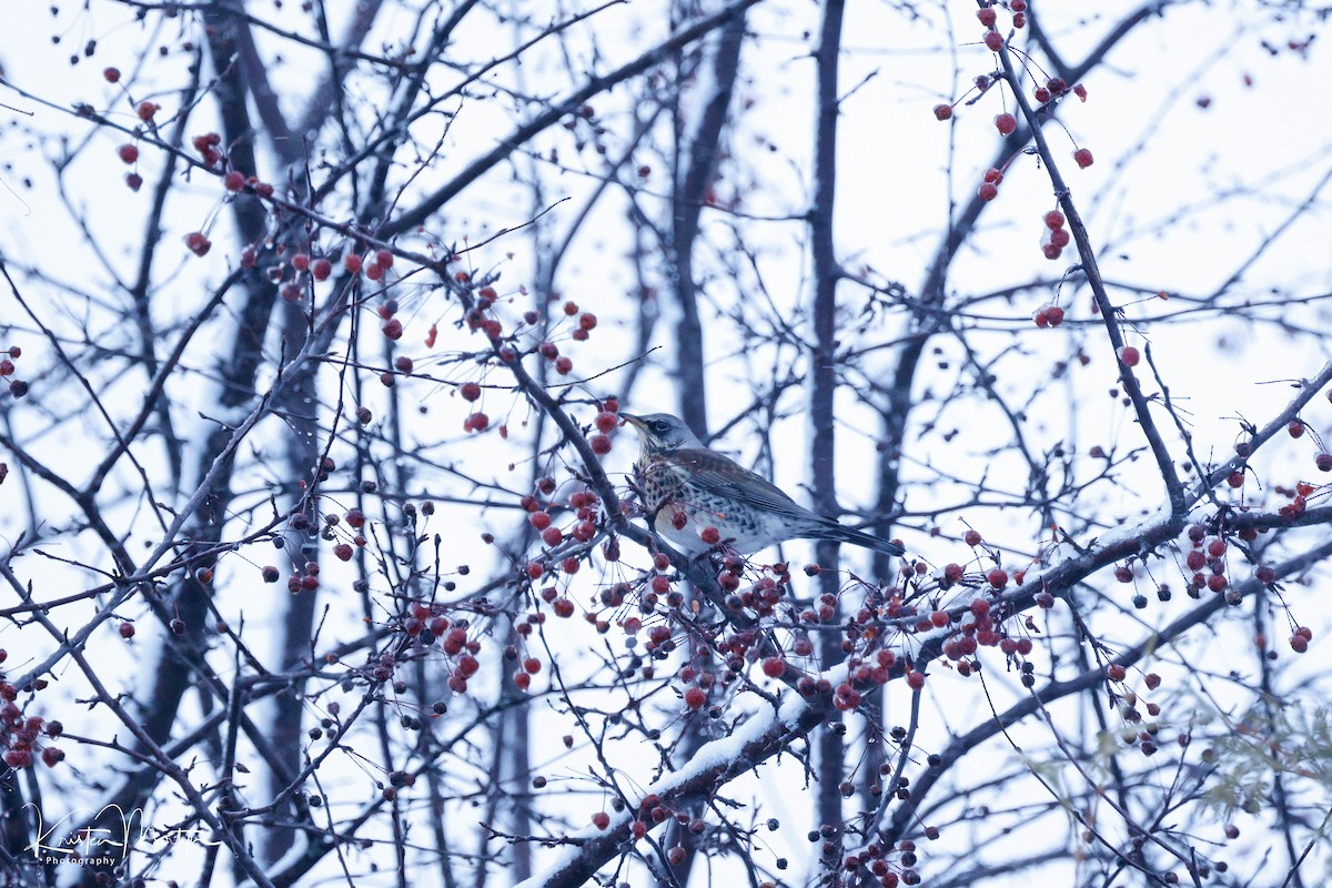 Fieldfare - ML612197041