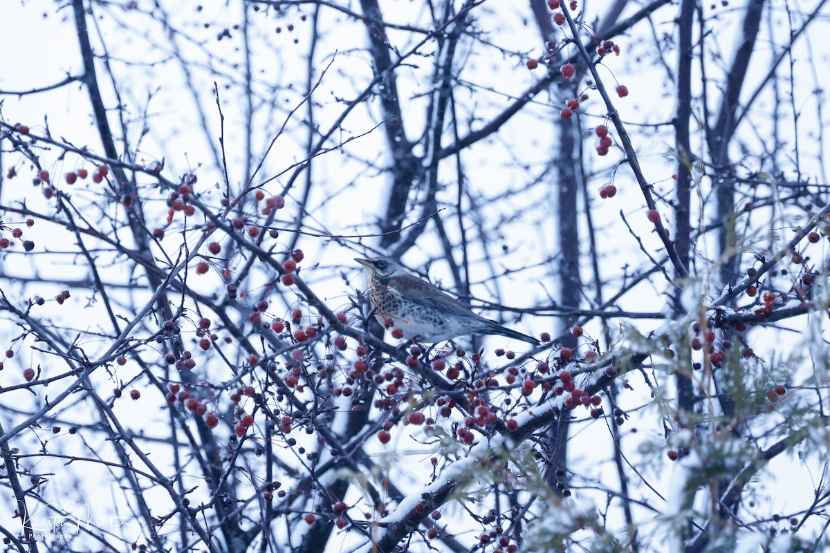 Fieldfare - ML612197043