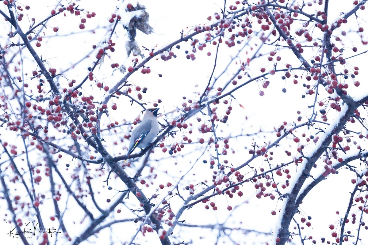 Bohemian Waxwing - ML612197046