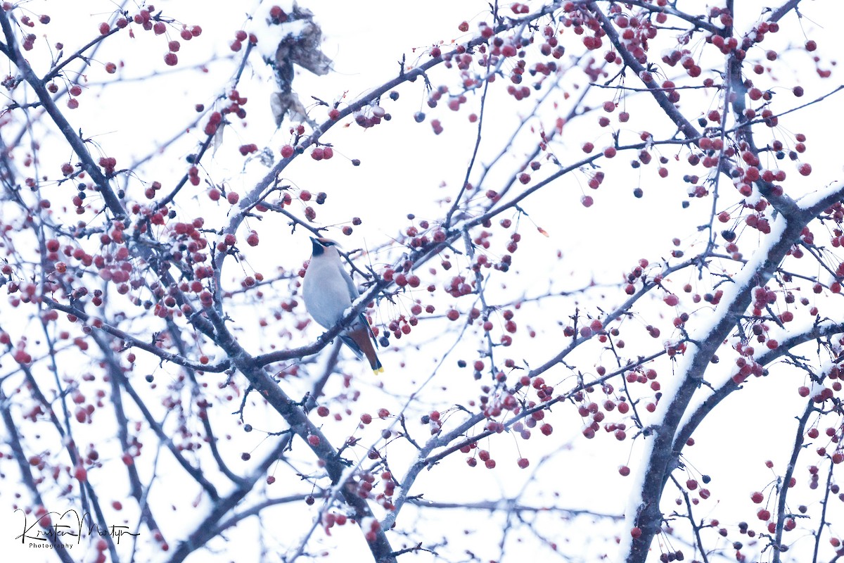 Bohemian Waxwing - ML612197047