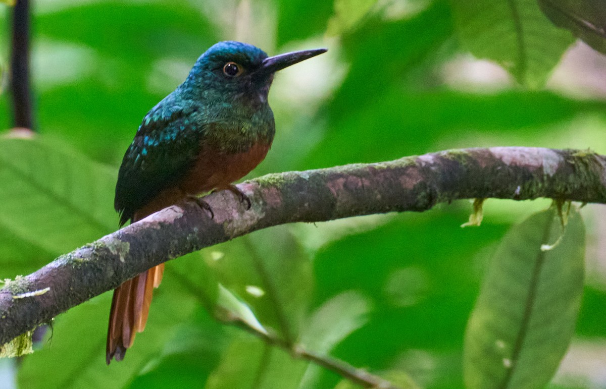 Coppery-chested Jacamar - ML612197049