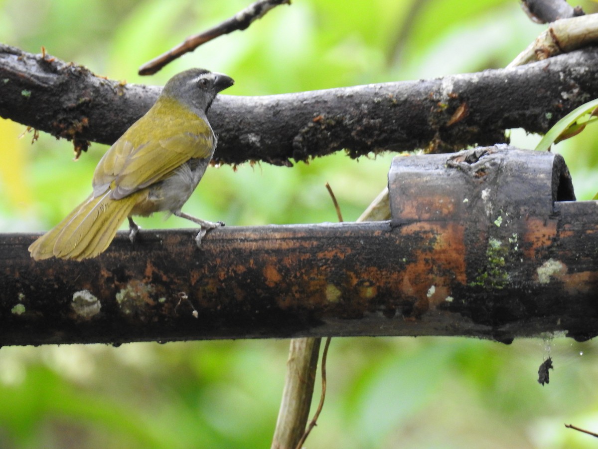 Buff-throated Saltator - ML612197055