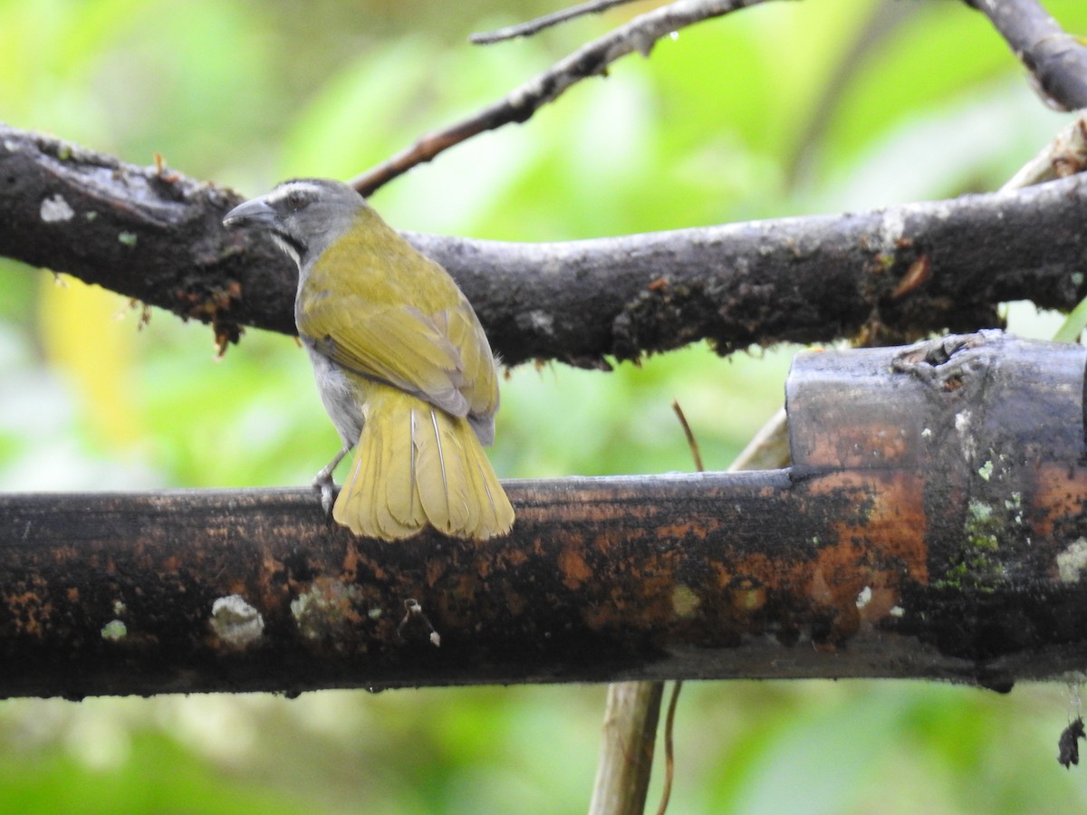 Buff-throated Saltator - ML612197056