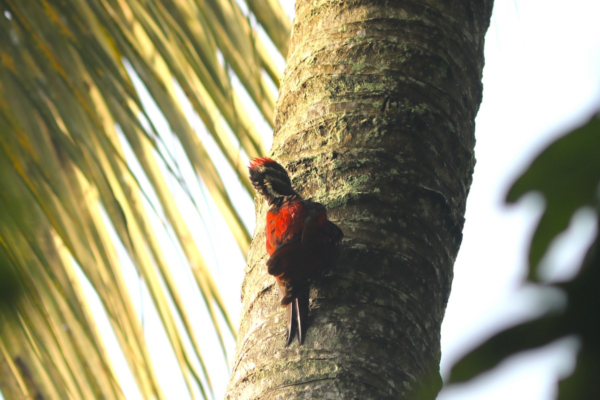 Red-backed Flameback - ML612197099