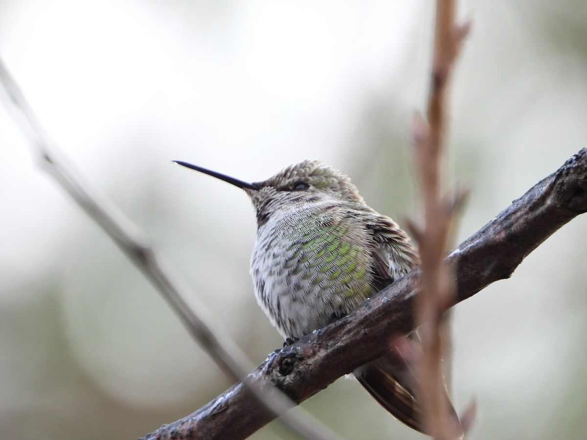 Anna's Hummingbird - ML612197103