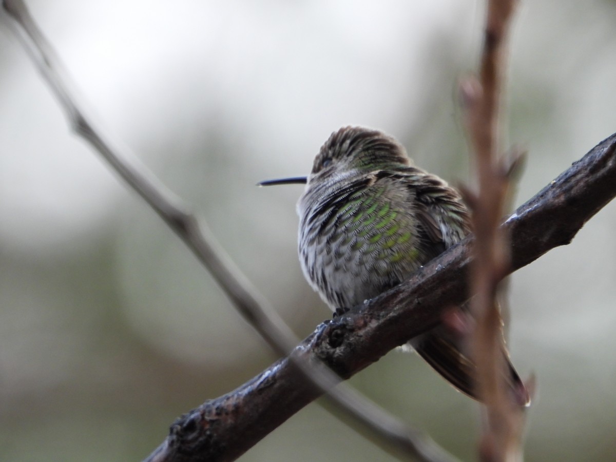 Anna's Hummingbird - ML612197104