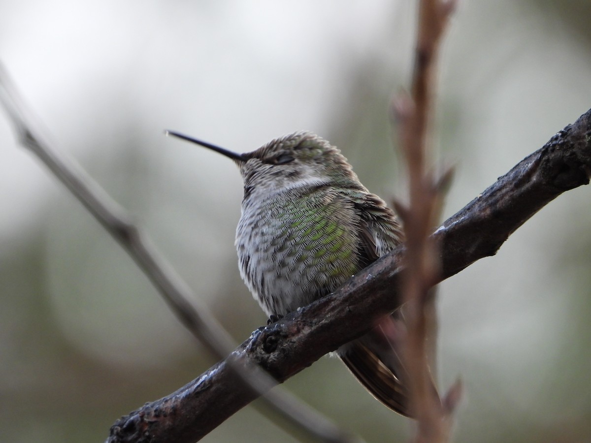 Anna's Hummingbird - ML612197105