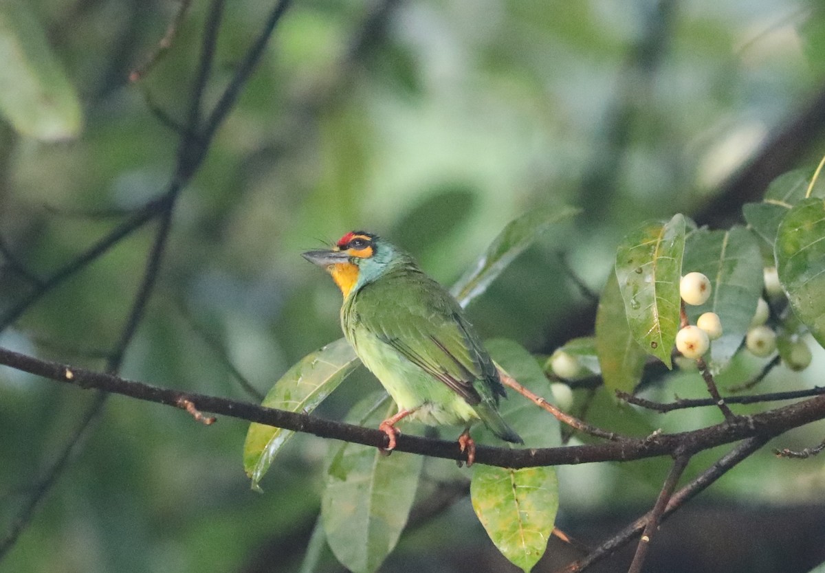 Crimson-fronted Barbet - ML612197116