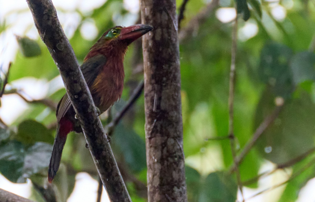 Golden-collared Toucanet - ML612197143