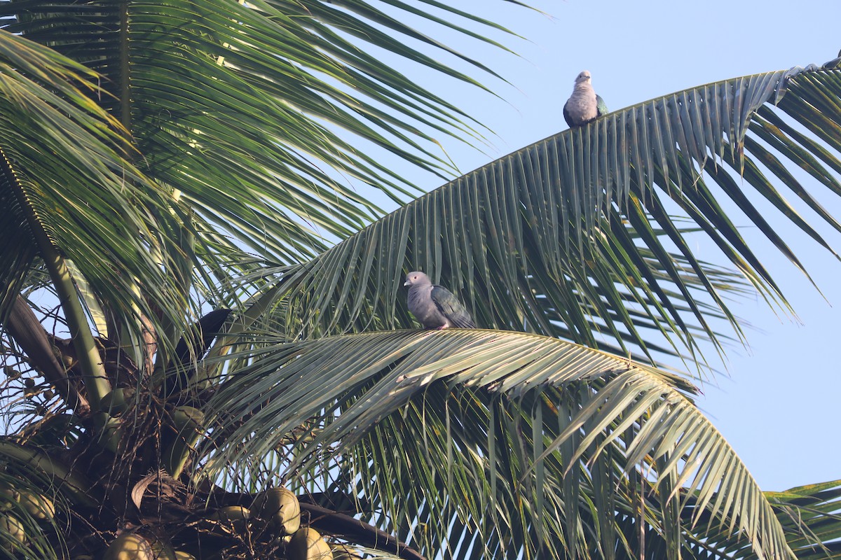 Green Imperial-Pigeon - ML612197162