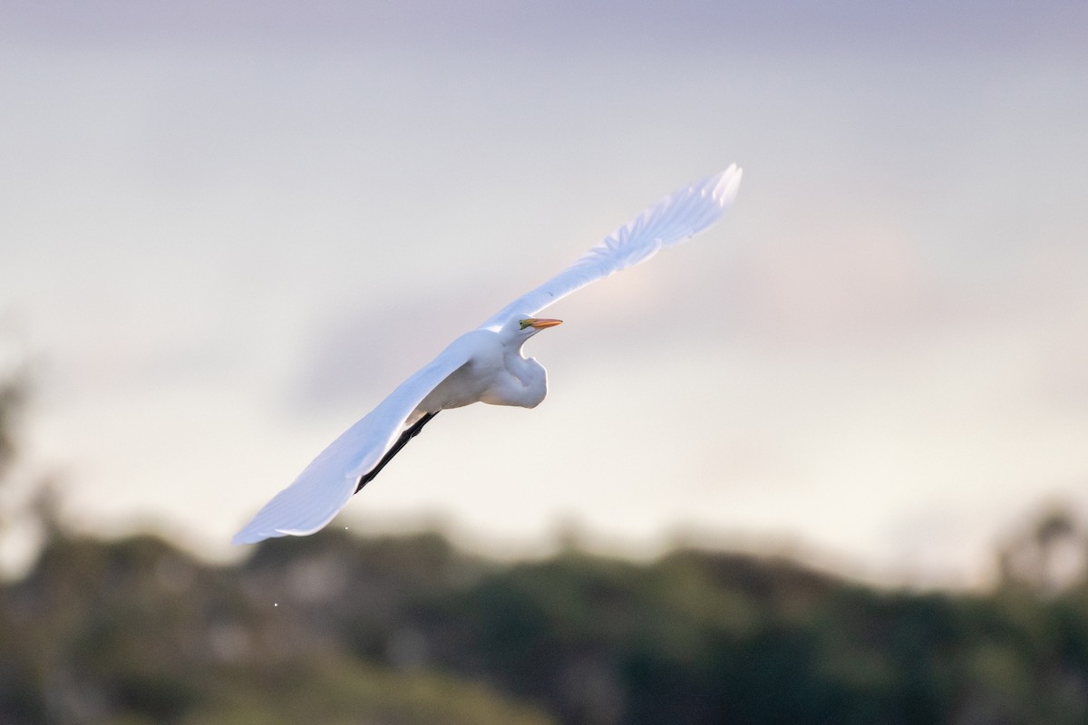 Great Egret - ML612197165