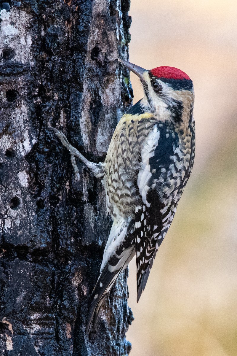 Yellow-bellied Sapsucker - ML612197170