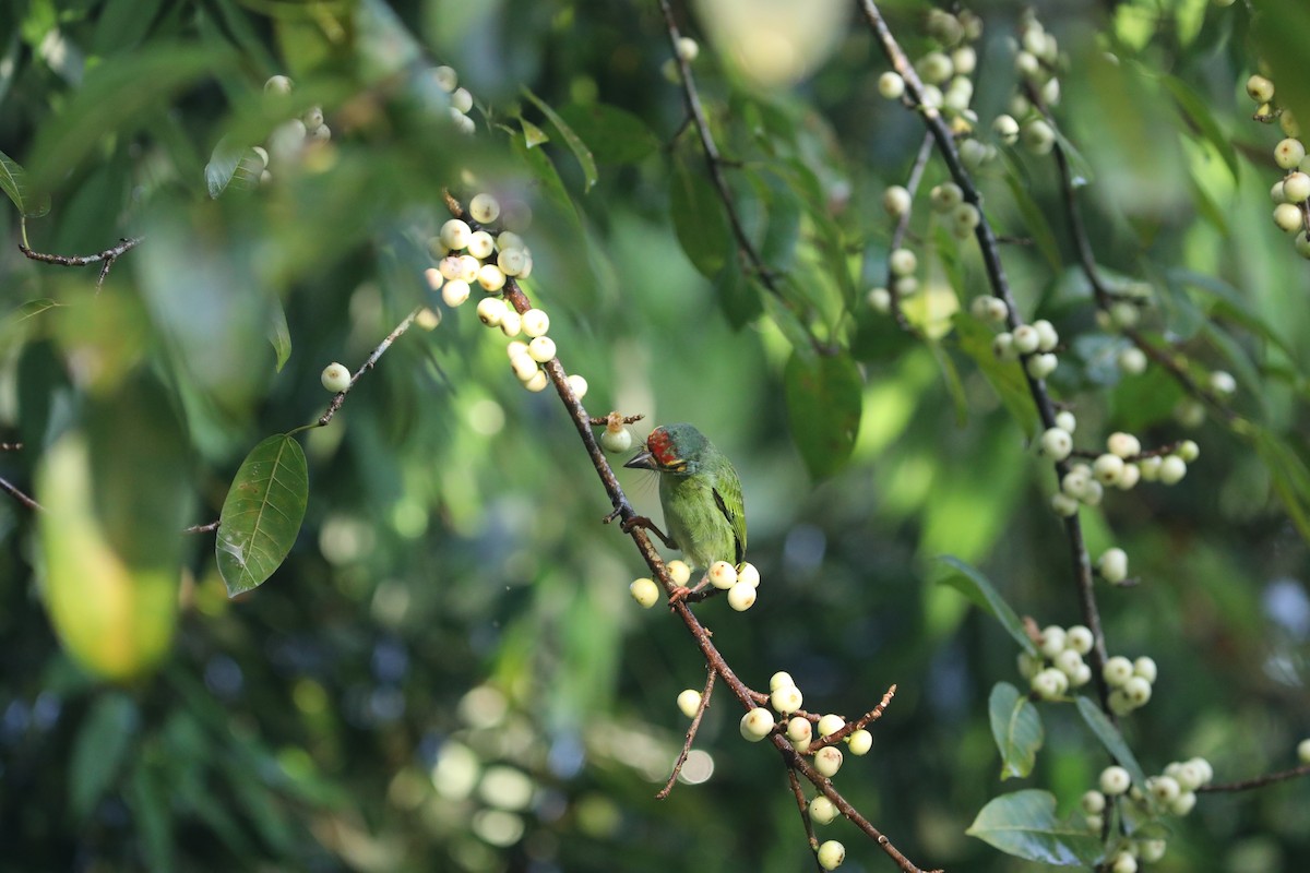 Crimson-fronted Barbet - ML612197205