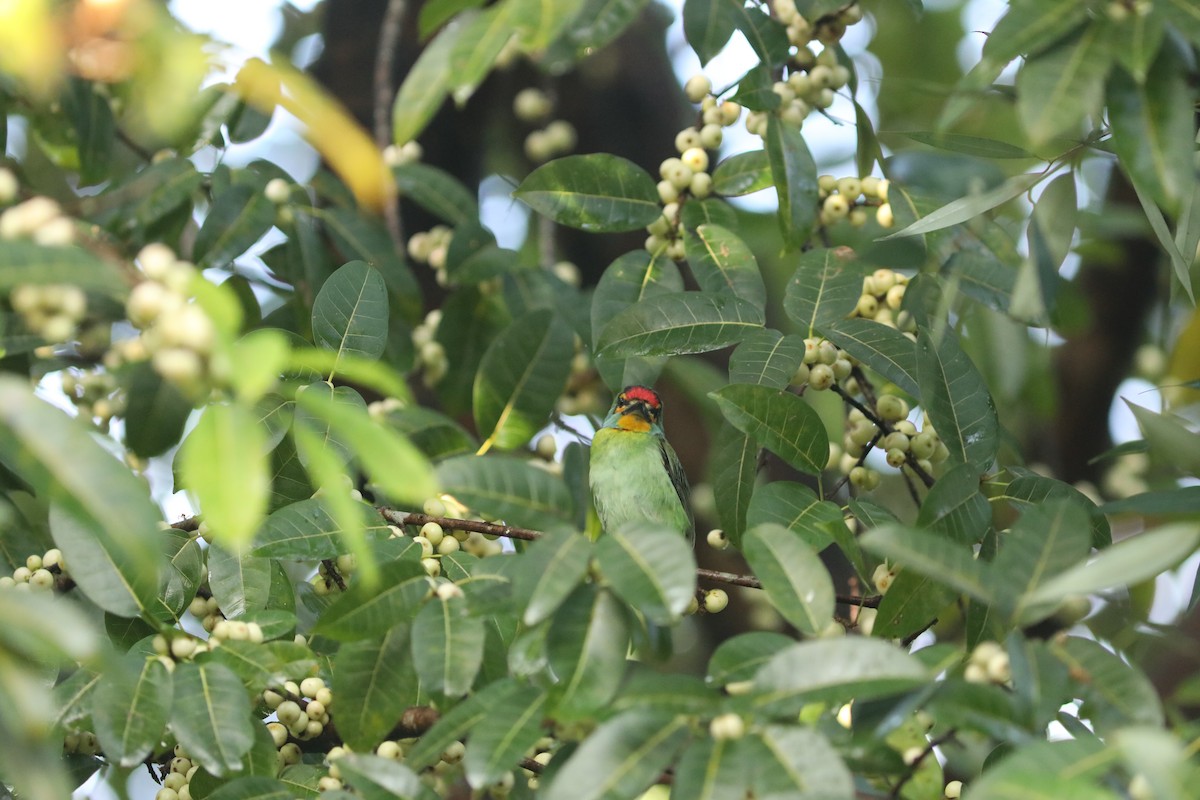 Crimson-fronted Barbet - ML612197206