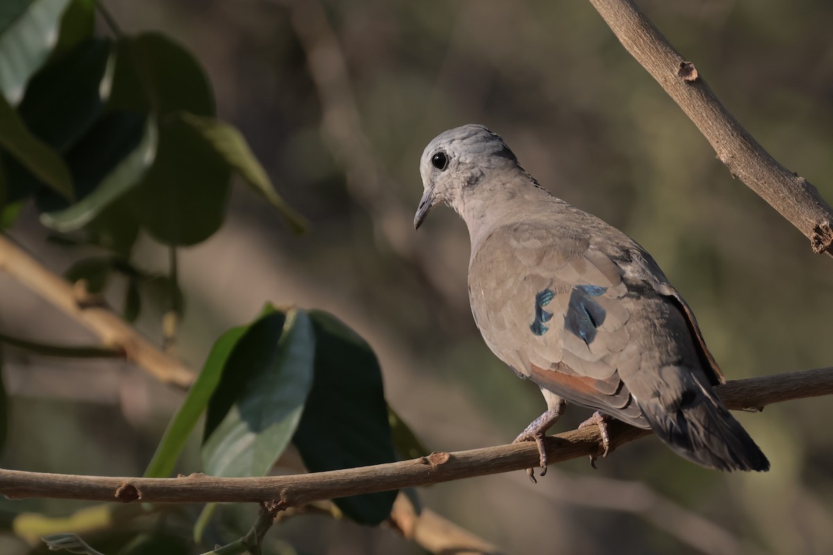 Emerald-spotted Wood-Dove - ML612197232