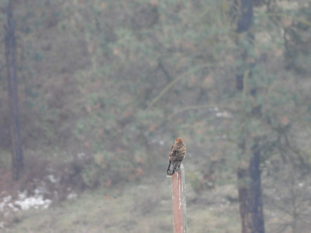 Northern Harrier - ML612197294