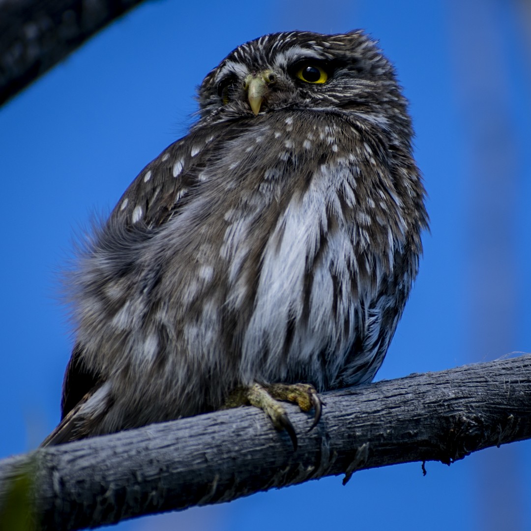 Austral Pygmy-Owl - Agustín Casale