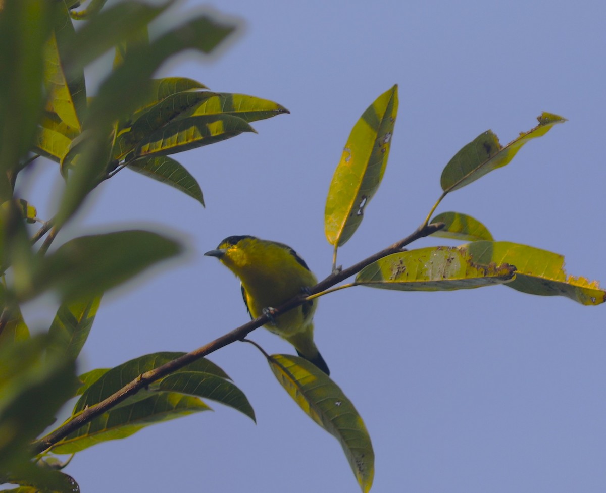 Common Iora - ML612197341