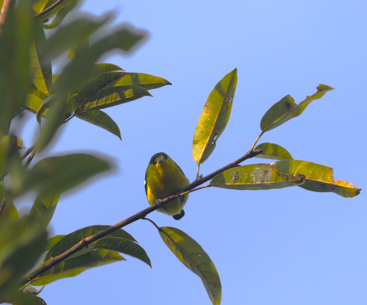 Common Iora - ML612197342