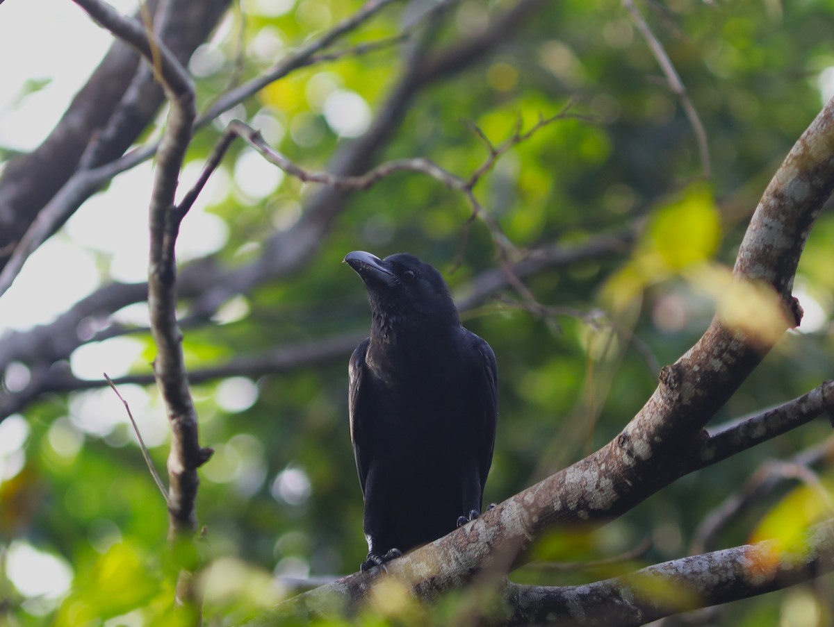 Corbeau à gros bec (culminatus) - ML612197432