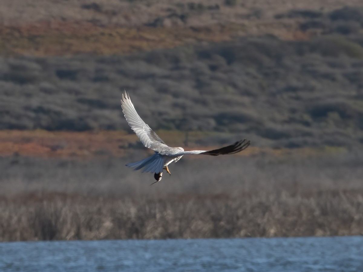 White-tailed Kite - Glenn Kincaid