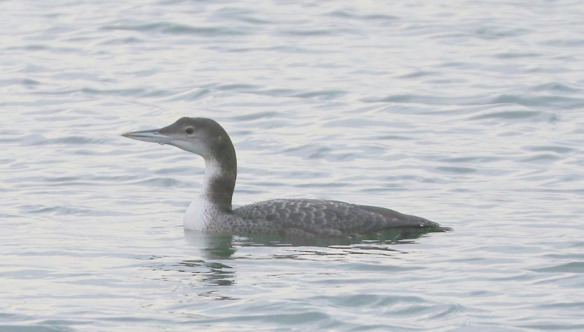 Common Loon - ML612197492