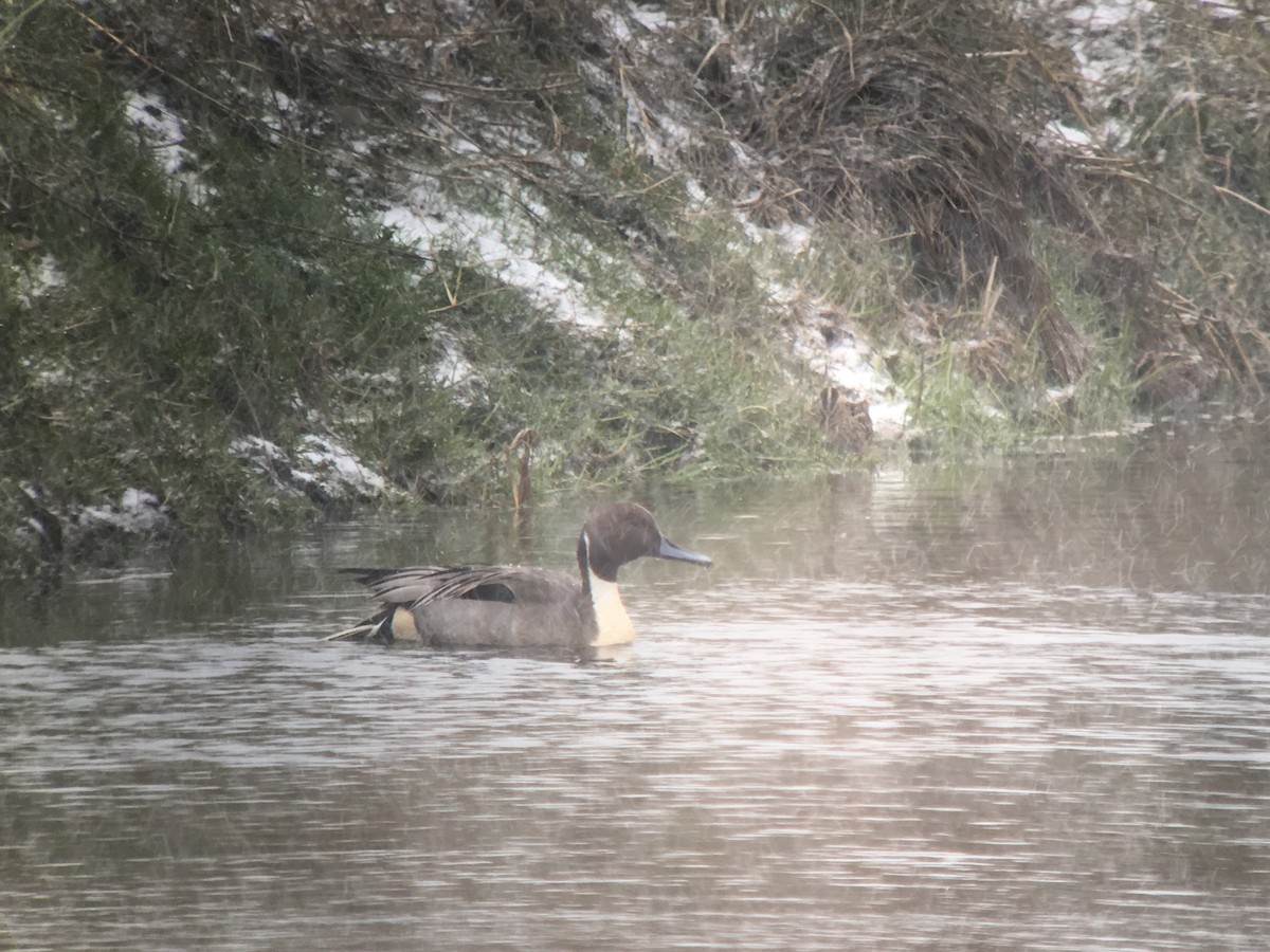 Northern Pintail - ML612197510