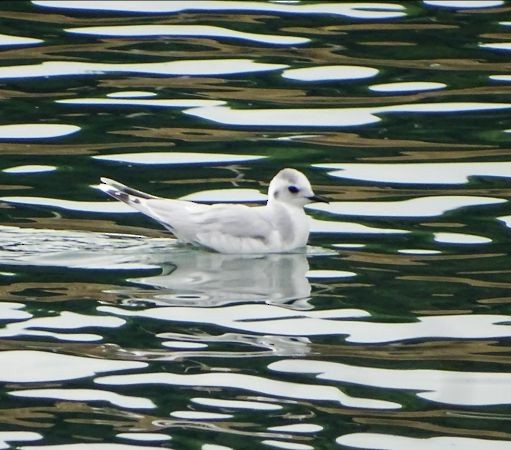 Little Gull - ML612197580