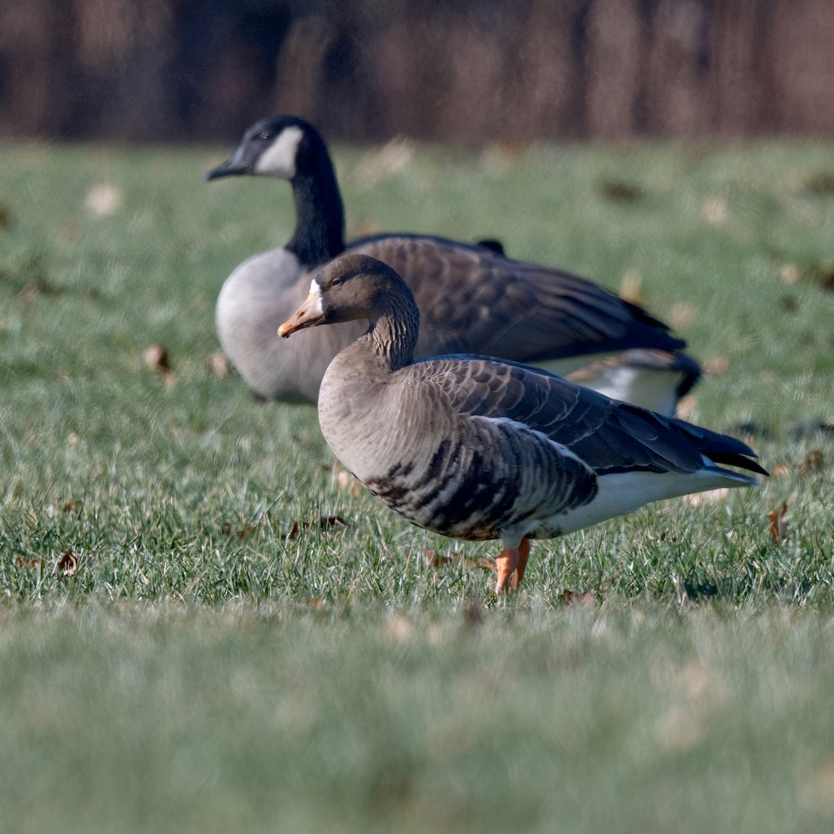 Greater White-fronted Goose - ML612197603