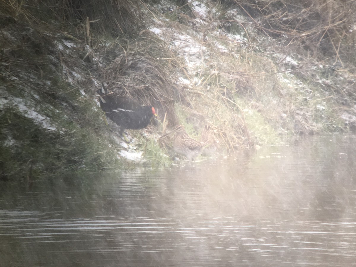 Common Snipe - ML612197610