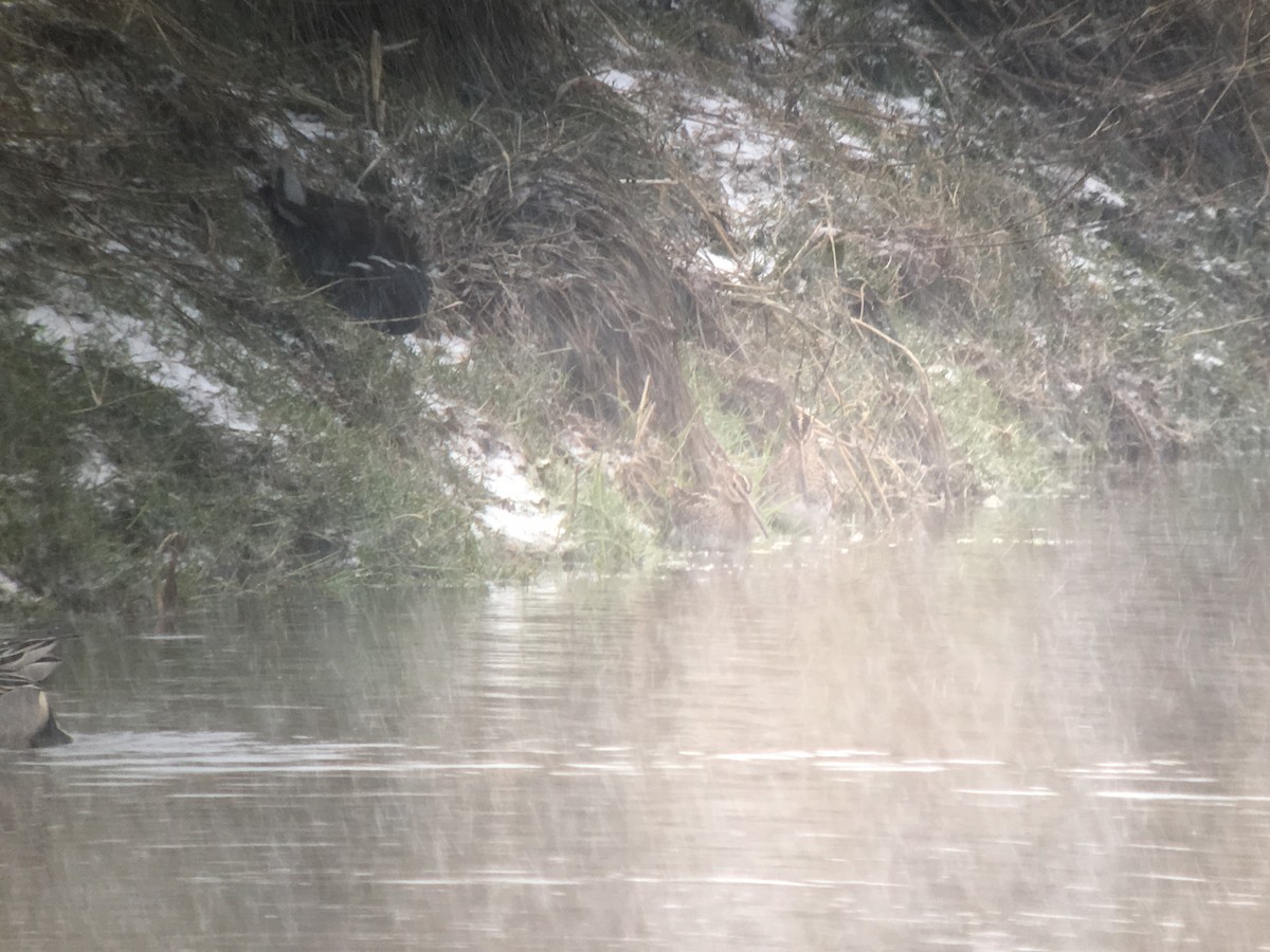 Common Snipe - ML612197611