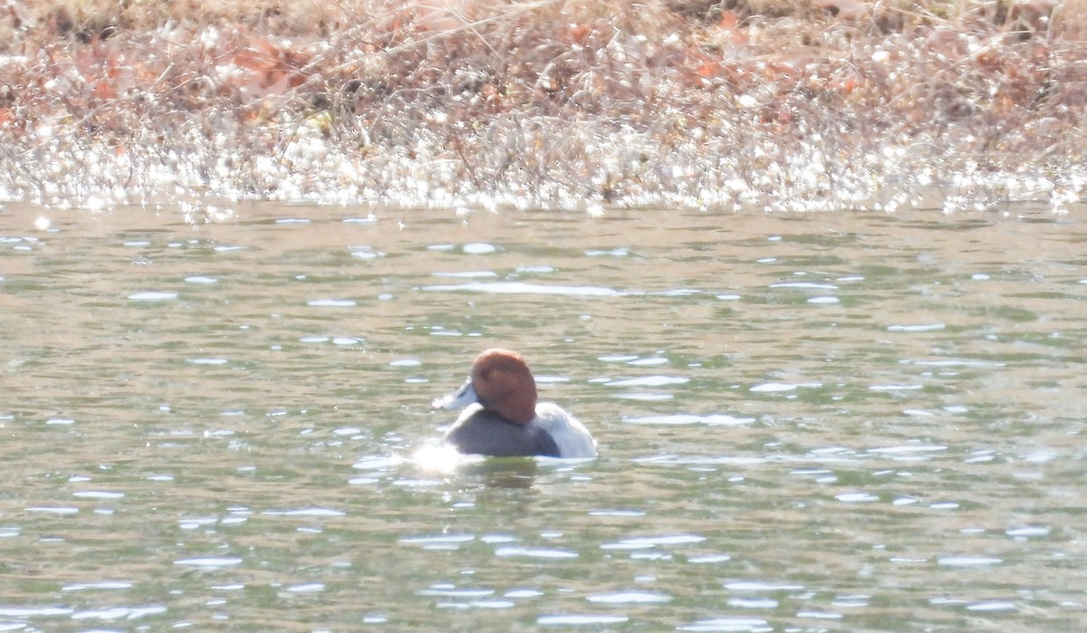 Redhead - ML612197636