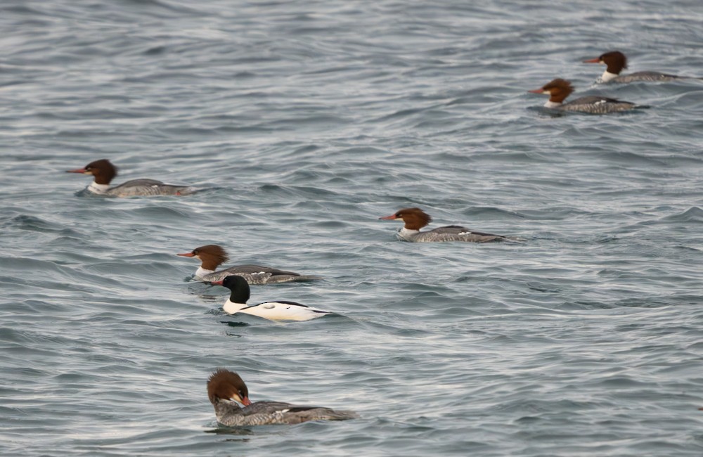 Common Merganser - ML612197653