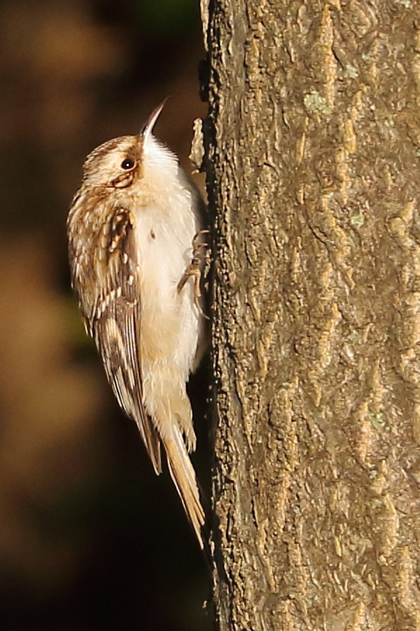 Brown Creeper - Patrick OHoro