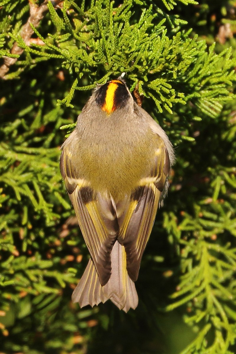 Golden-crowned Kinglet - ML612197778