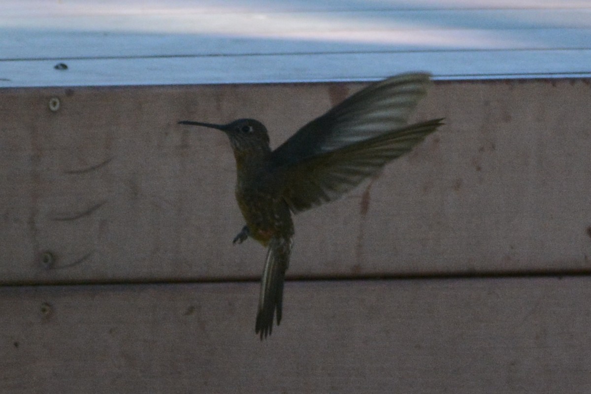 Giant Hummingbird - Cathy Pasterczyk