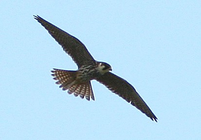 Eurasian Hobby - ML612197814