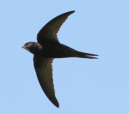 Common Swift - ML612197827