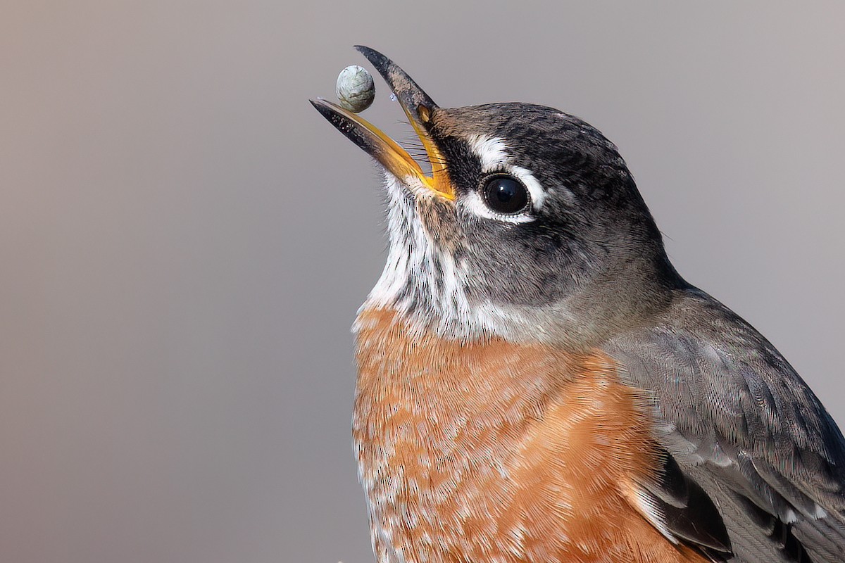 American Robin - Daniel Campeau