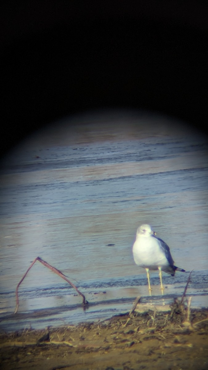 Ring-billed Gull - ML612197999