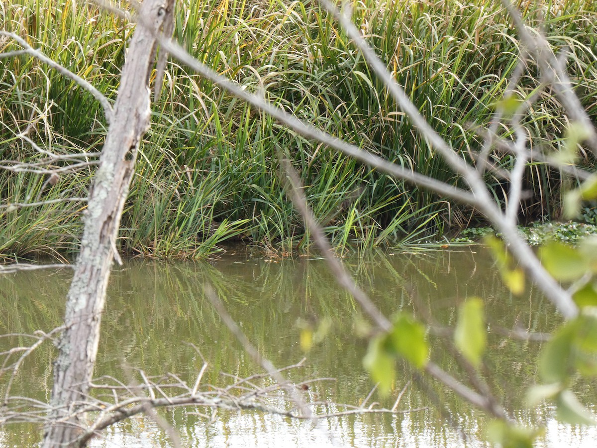 Limpkin - ML612198075