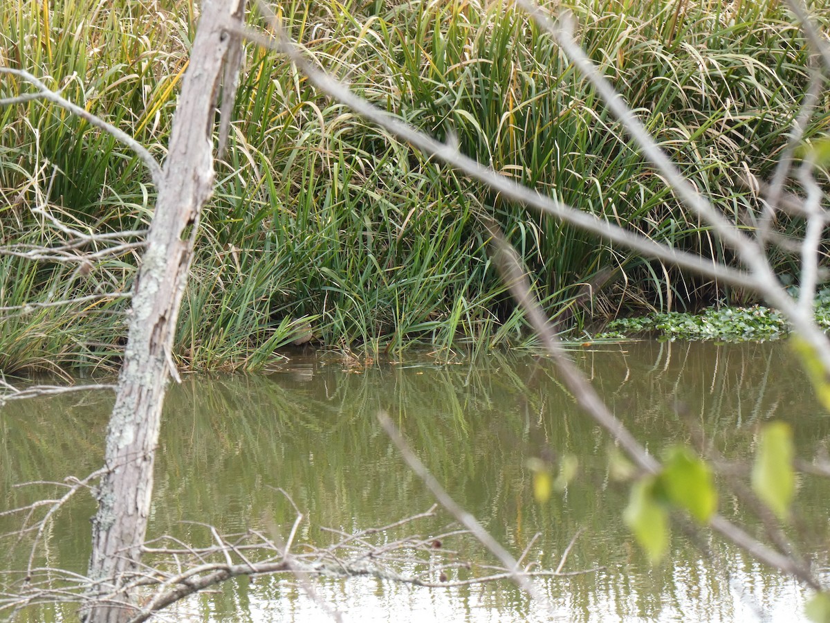 Limpkin - ML612198077