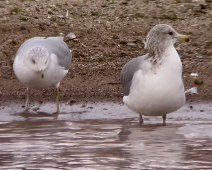 California Gull - ML612198127