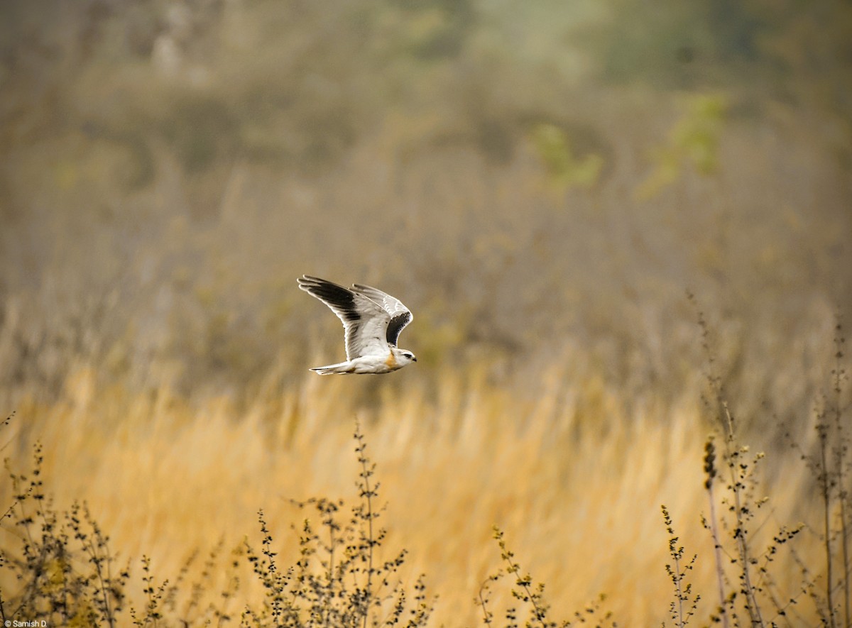 Black-winged Kite - ML612198150