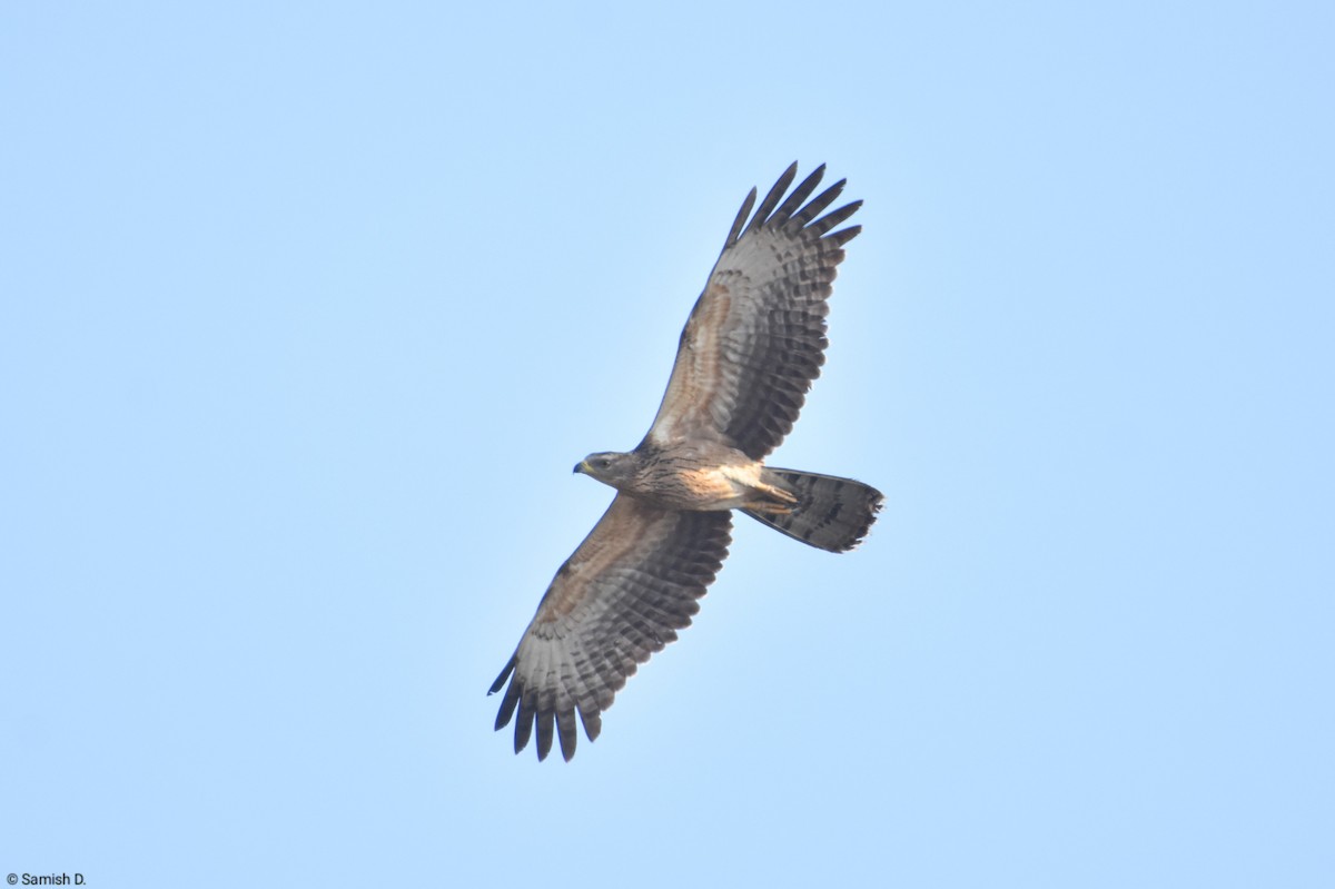 Oriental Honey-buzzard - Samish Dhongle