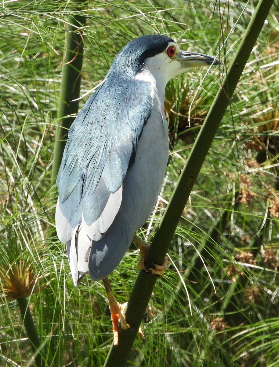 Black-crowned Night Heron - ML612198241