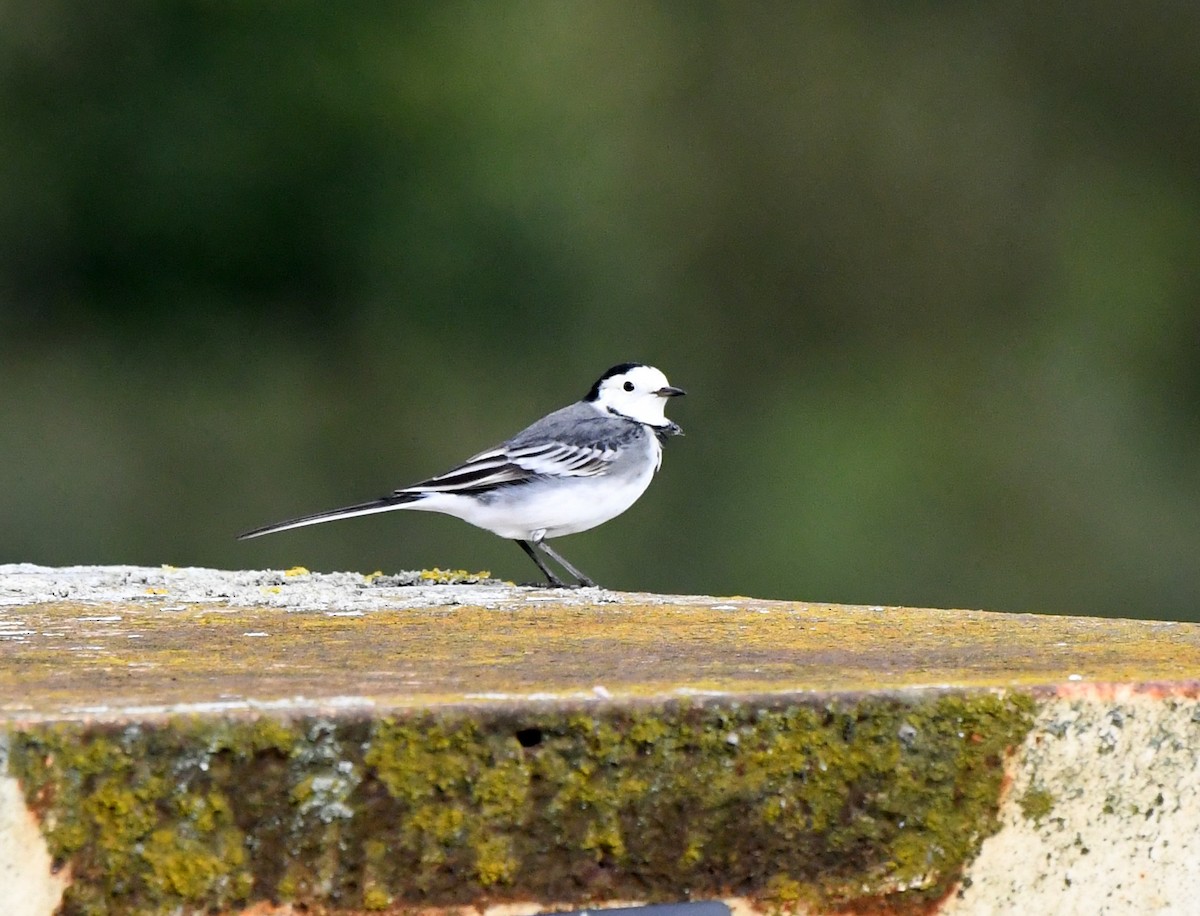 White Wagtail (British) - ML612198272