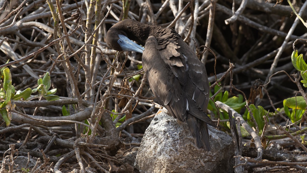 Brown Booby - David Newell