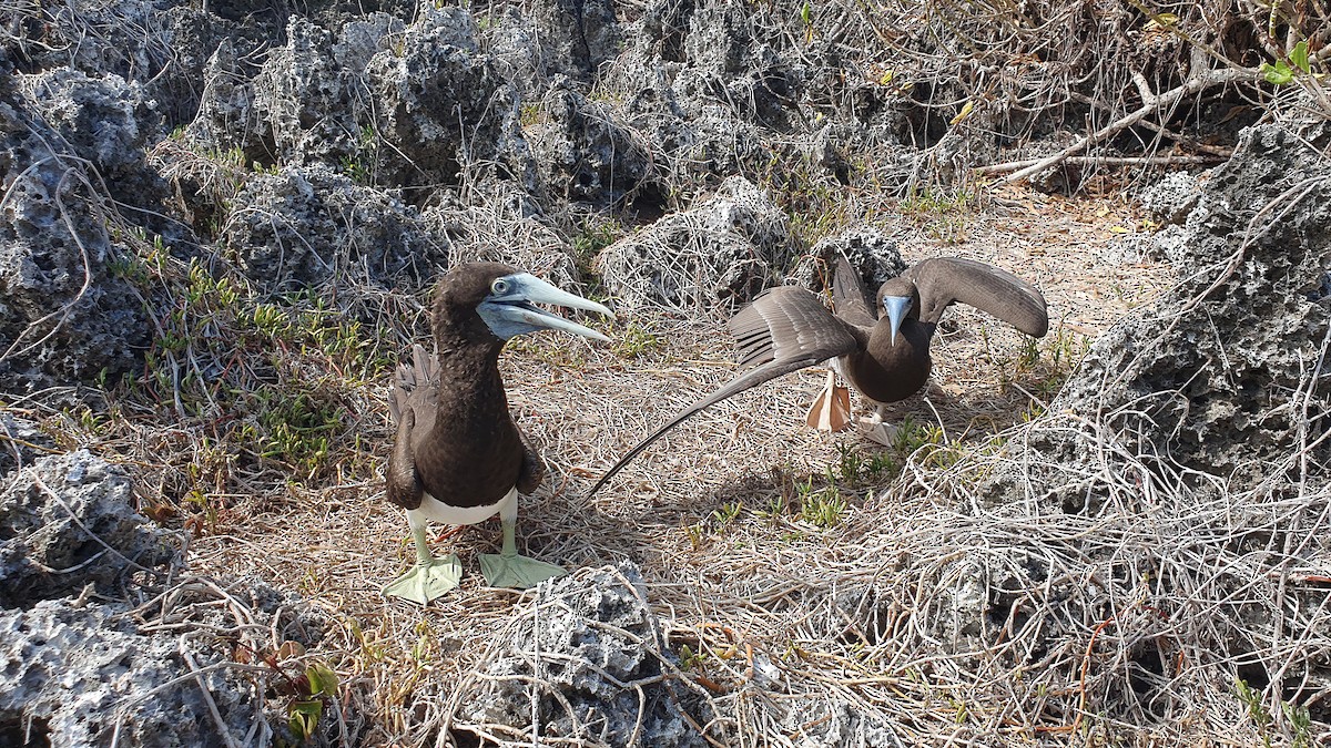 Brown Booby - David Newell