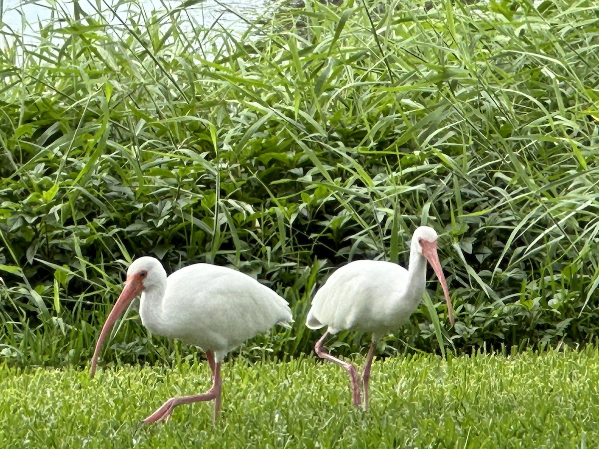 ibis bílý - ML612198455